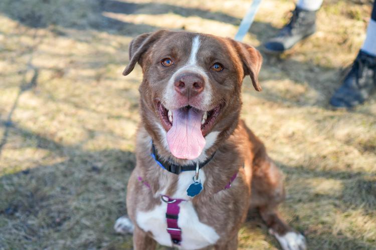 Midwest Pet Event: Walk for Animals