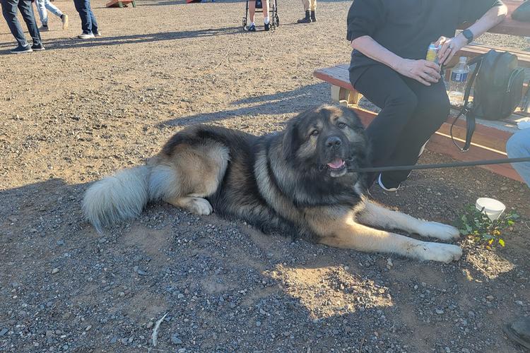 Midwest Pet Event: Midsummer Night's Dream