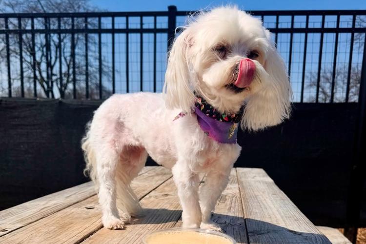 Midwest Pet Event: Annual Paws on the Patio