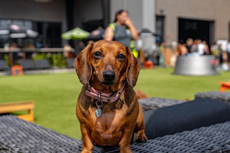 Midwest Pet Event: Reading in Paw-blic Book Fair