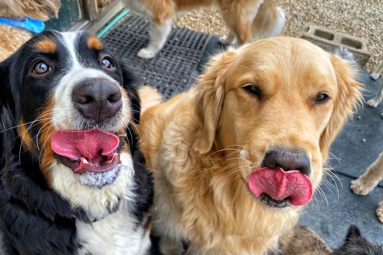 Midwest Pet Event: Dog's Day Out at Meyer's Tails Up Farm