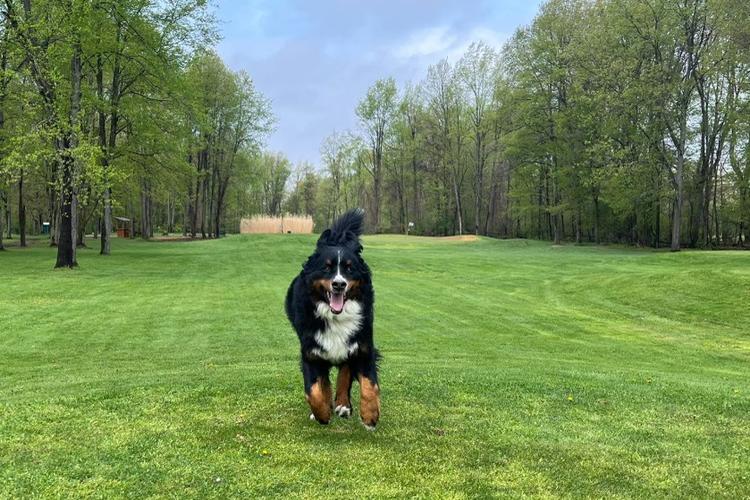 Midwest Pet Event: Bring Your Dog Day at Squirrel Hollow Golf Course
