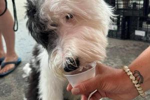 Midwest Pet Event: Sweet Corn Fest