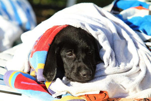 Midwest Pet Event: Doggie Dip at Nahas Aquatic Center