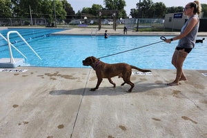 Midwest Pet Event: Sunnyside Pool Doggie Dip