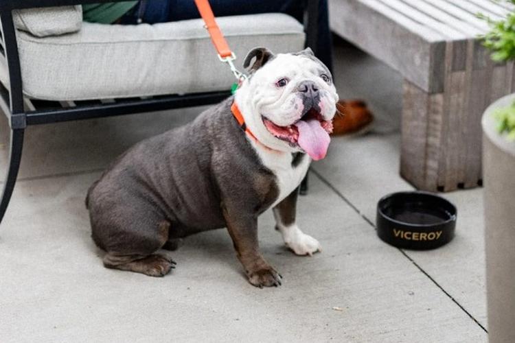 Midwest Pet Event: Pups & Palomas