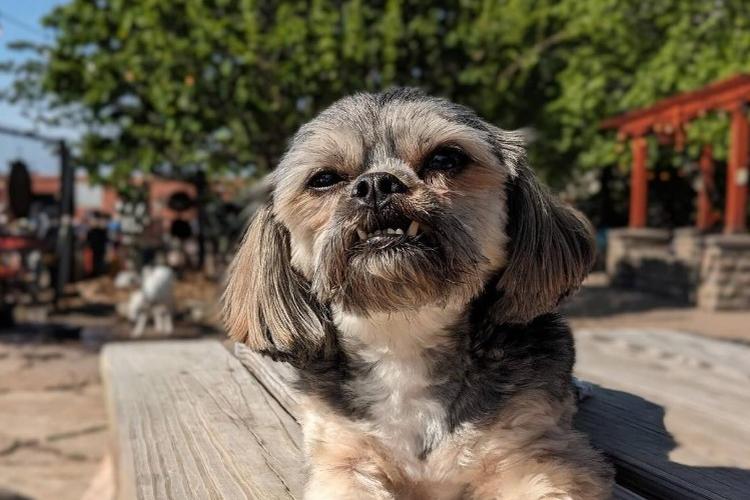 Midwest Pet Event: Paws for a Cause a Fundraiser for The LifeFx Project