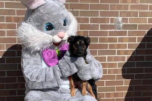 Midwest Pet Event: Doggie Spring Egg Hunt