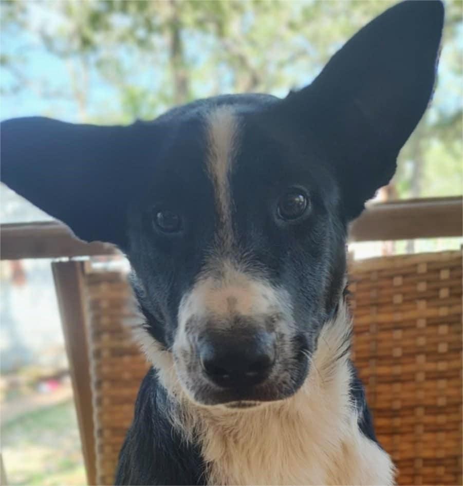 Help Mr Hollywood find a forever home!