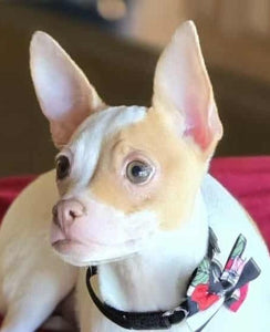 Help Patches find a forever home!