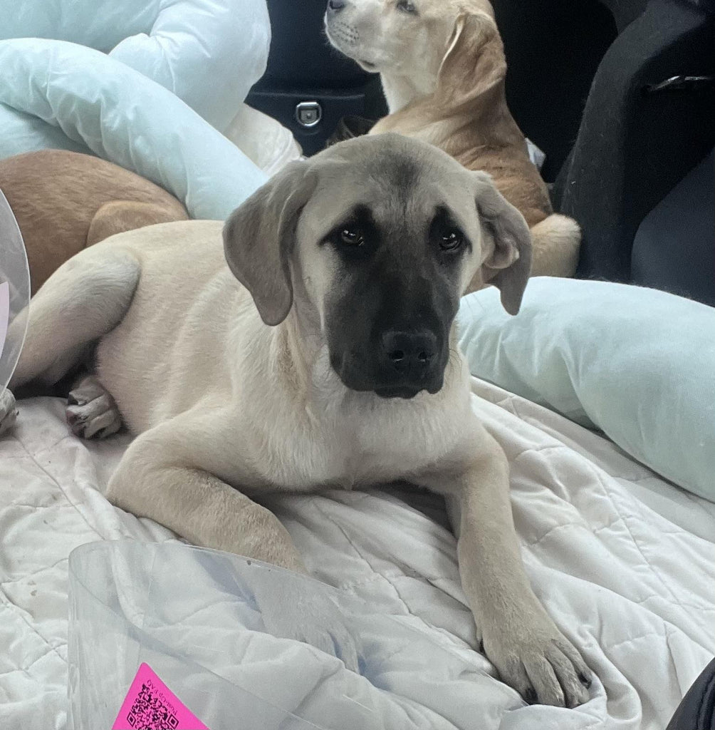 Help Ariana find a forever home!