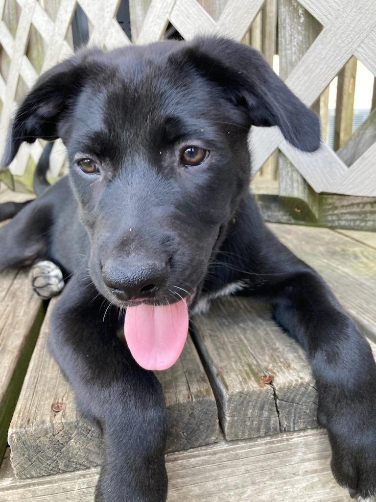 Help Bonnie find a forever home!