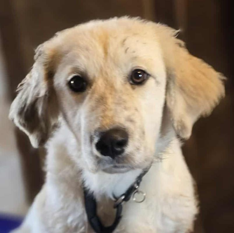Help Daisy find a forever home!