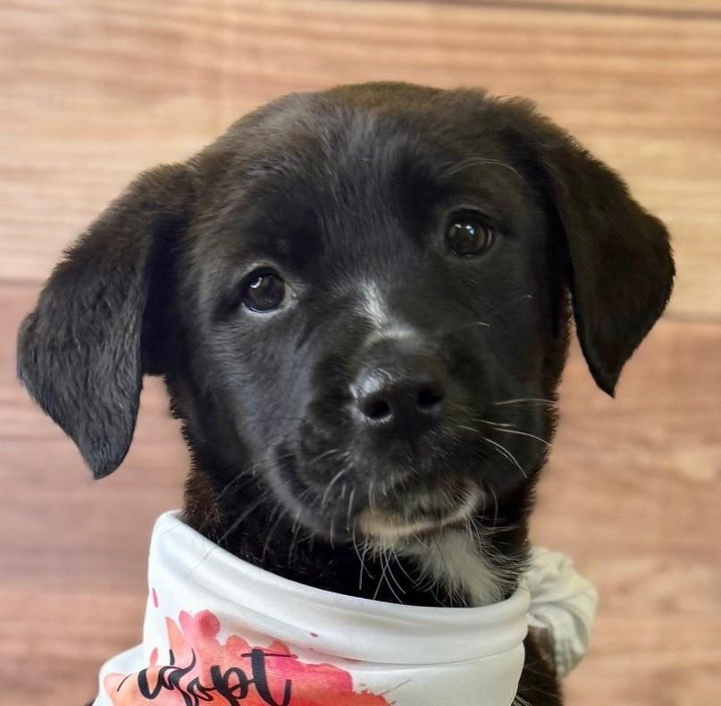 Help Piper find a forever home!