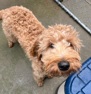 George - Goldendoodle  Neillsville, WI