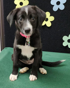 Help Karen find a forever home!