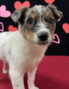 Help Watson - Australian Cattle Dog / Blue Heeler Mix - find a forever home!