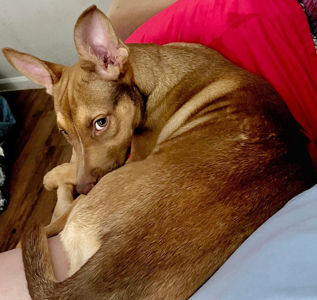 Help Brie find a forever home!