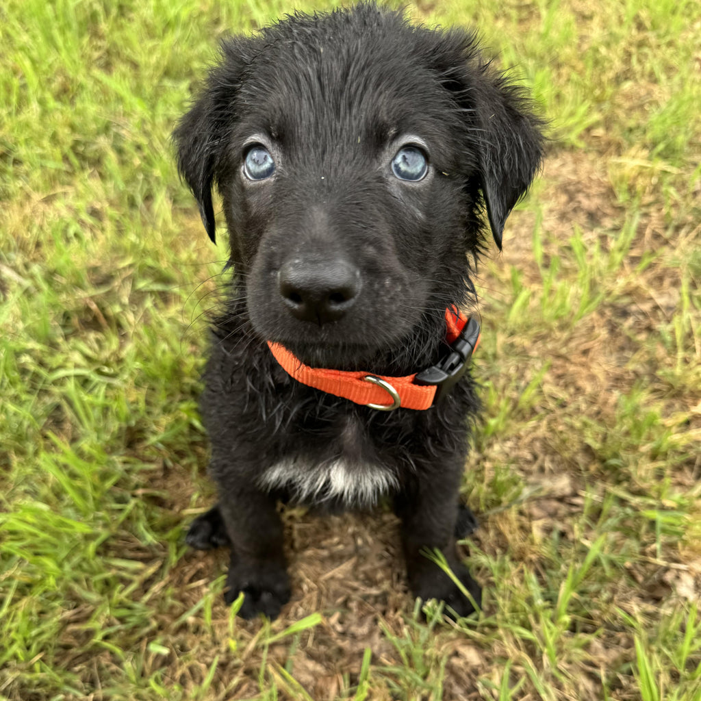 Help Bolt find a forever home!