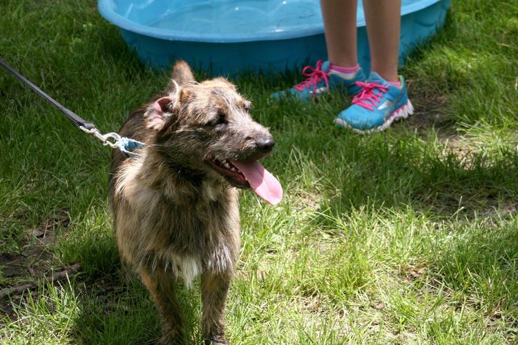 Midwest Pet Event: Fido on the Farms