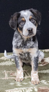 Help Stanley - Jack Russell Terrier & Australian Cattle Dog / Blue Heeler Mix - find a forever home!