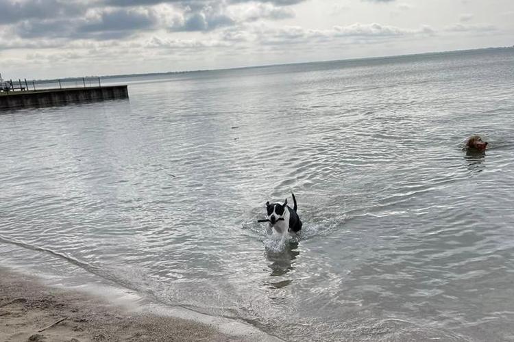 Midwest Pet Event: Soggy Doggy