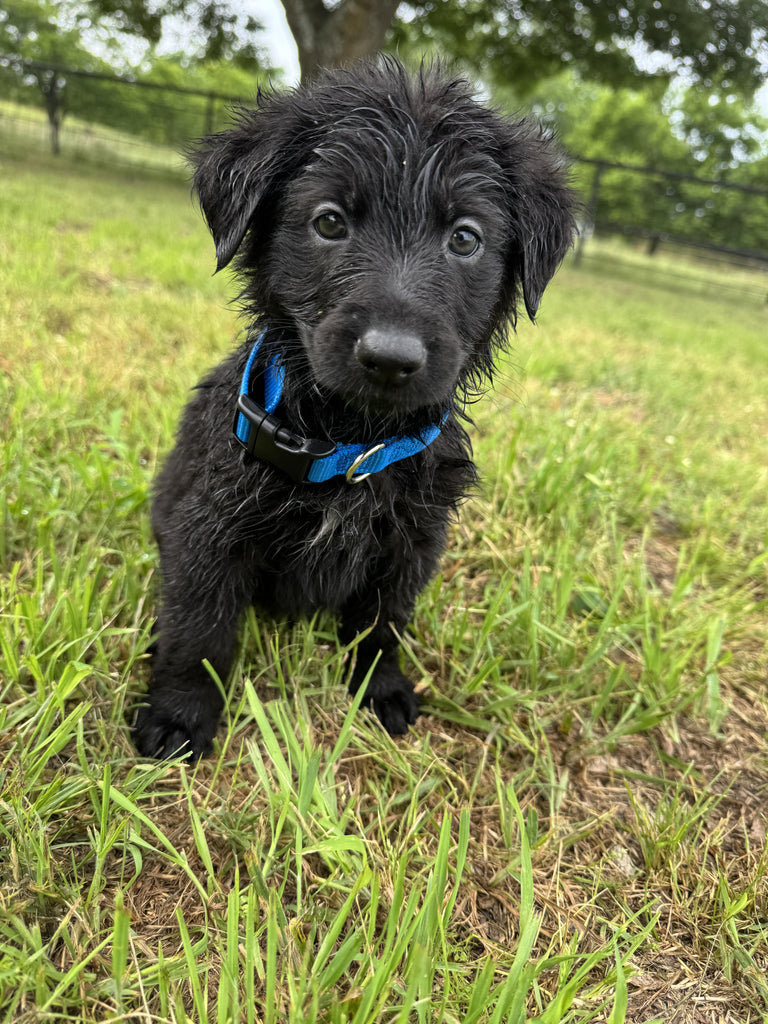 Help Storm find a forever home!