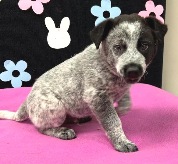 Help Peter find a forever home!