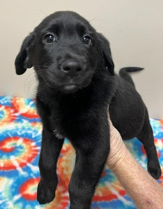 Help Sutton - Black Labrador Retriever Mix - find a forever home!