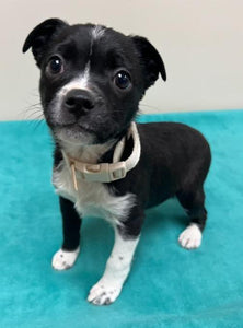 Help Iridessa - Boston Terrier & Rat Terrier Mix - find a forever home!