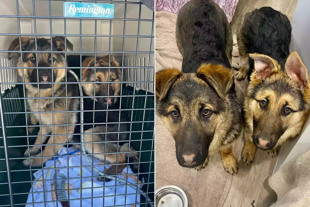 German Shepherd Puppies Found Cowering Under Stranger’s Porch on One of the Coldest Days of the Year (Exclusive)