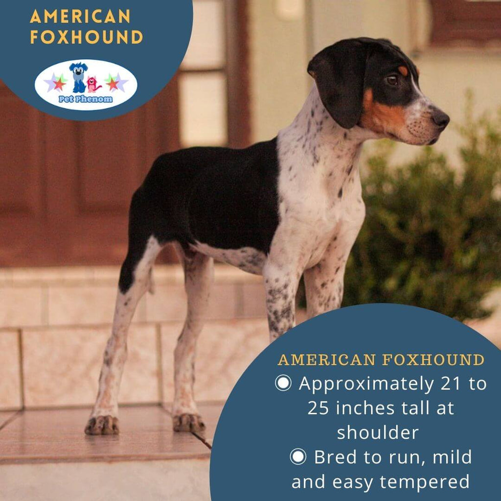 American Foxhound: One of America's Native Breeds