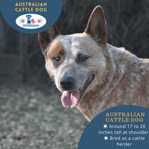 Australian Cattle Dog: The Intrepid Cattle Herder