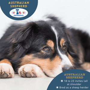 Australian Shepherd: A Dog with Many Names