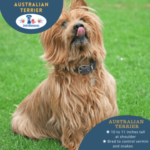 Australian Terrier: The Australian Ratter