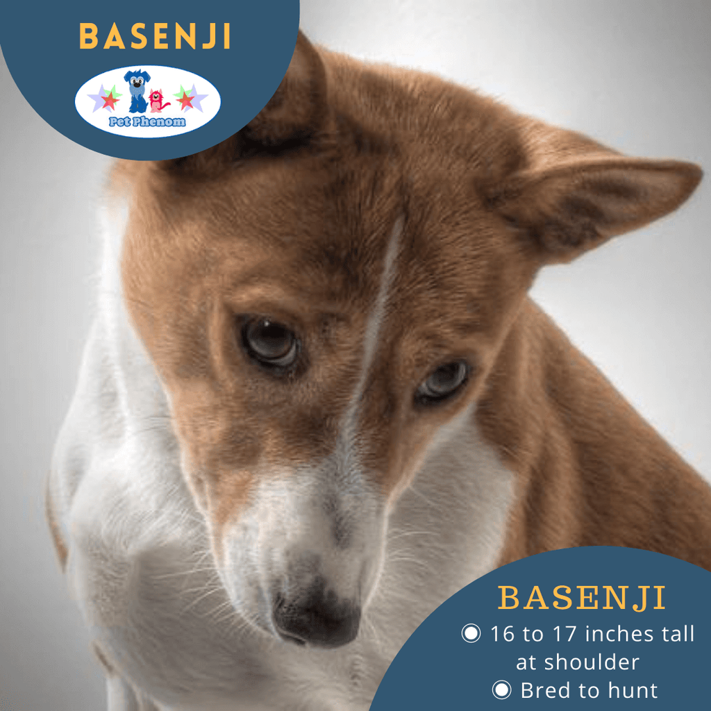 Basenji: The "Wild" Barkless Dog