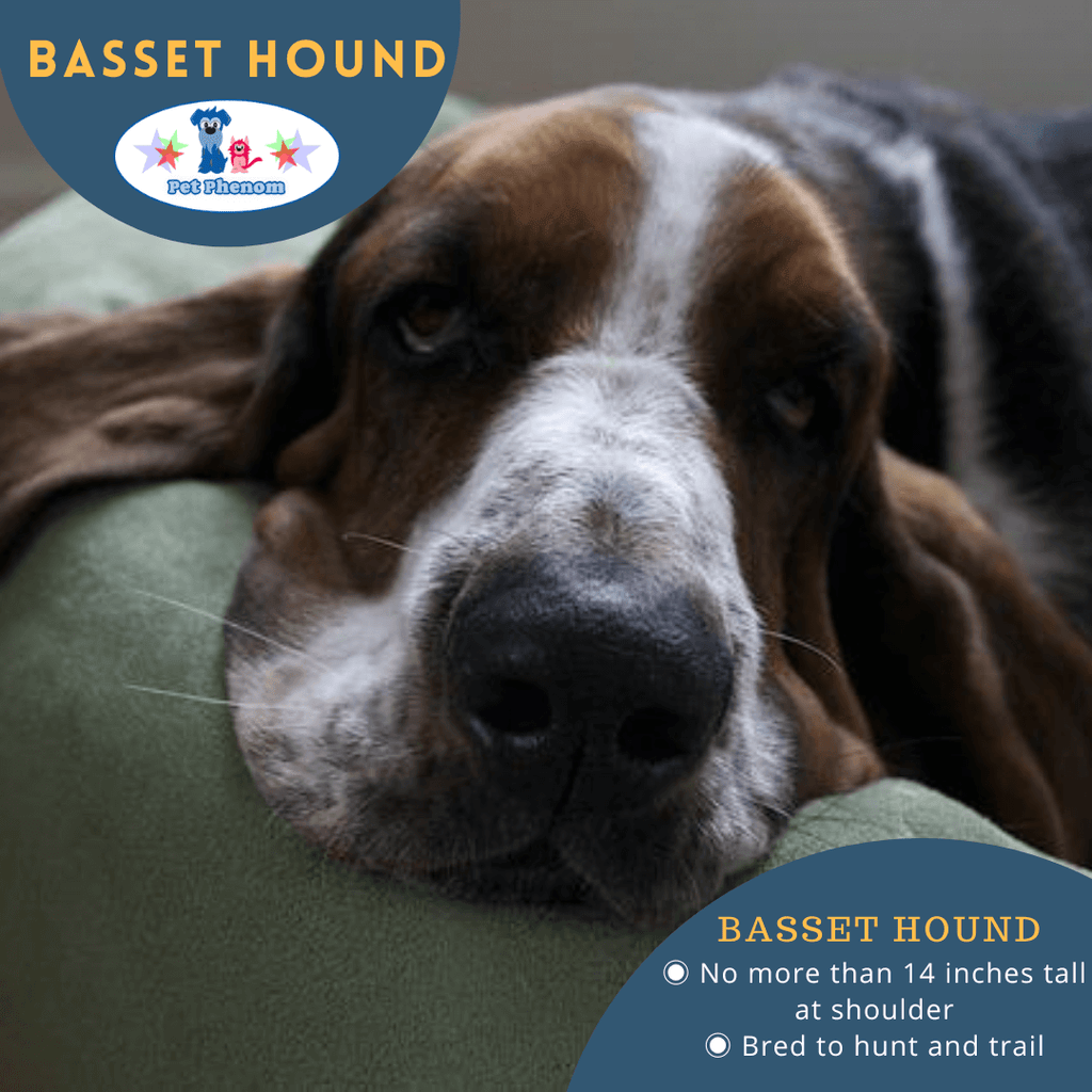 Basset Hound: A "Rather Low" Breed (but Love by Many)