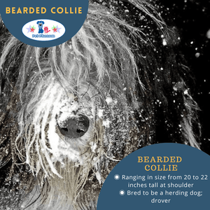 Bearded Collie: The Shaggy Dog