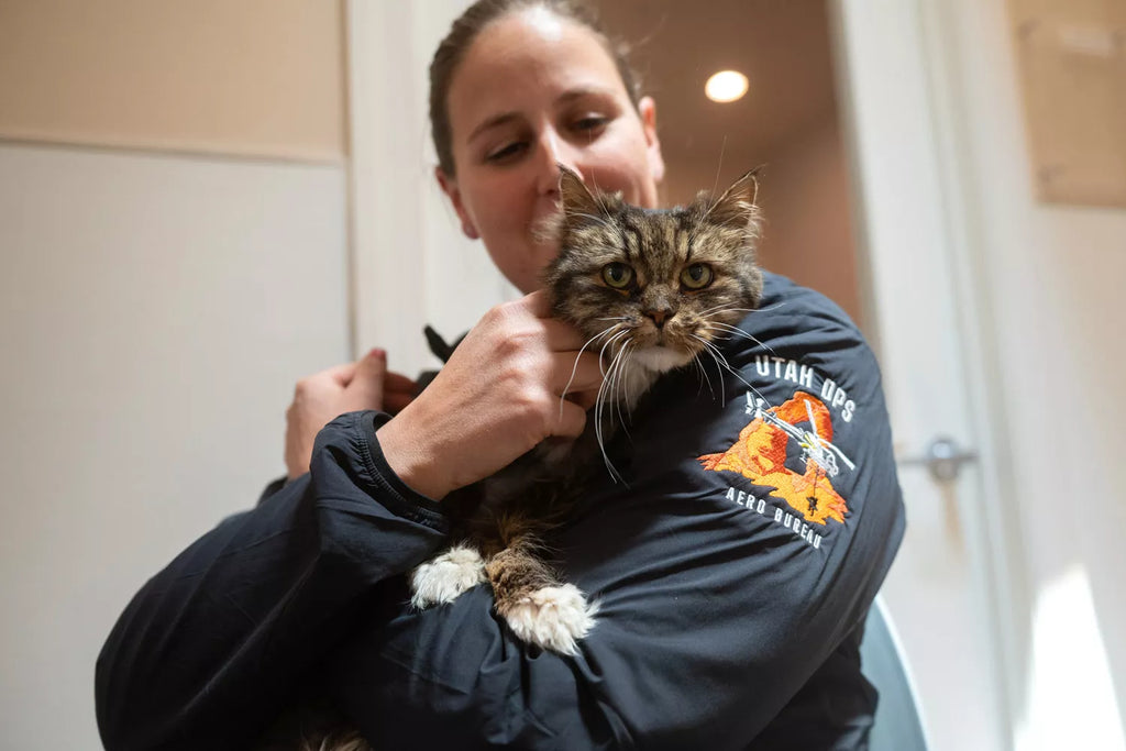 Cat Who Survived the 380-Foot Fall that Killed ...