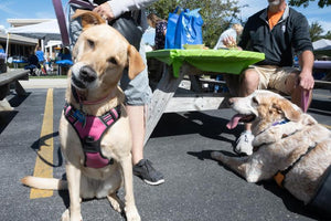 Midwest Pet Event: Orland Township's Pet-Palooza