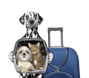 What Not to Do When Flying with Your Pets: Tips for a Smooth Journey