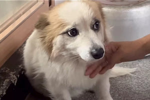 Dog Who Lost 9 Family Members in South Korean Plane Crash Is Searching for a New Home, Rescue Says