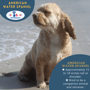 American Water Spaniel: A Wisconsin State Dog