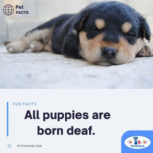 All Newborn Puppies Can't Hear