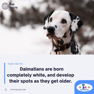 Dalmatians are Born Completely White