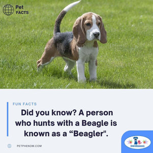 Do you know what the name is for a person who hunts with a Beagle?