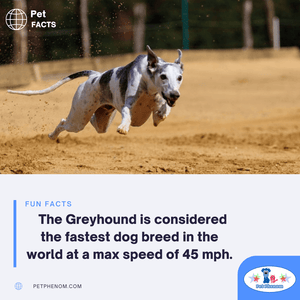 The Top 5 Fastest Dog Breeds