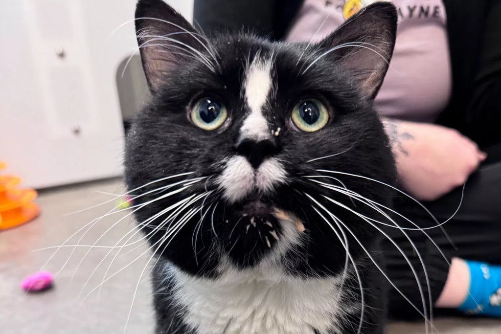 Resilient' Cat Abandoned in 'Frigid Temperatures' Survives 24 Hours Stuck in Backpack Left Outside