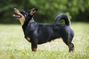 AKC's 201st Recognized Dog Breed