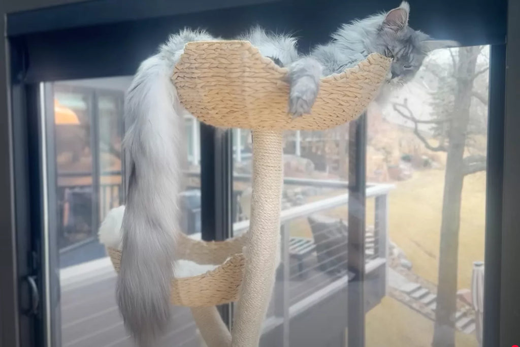 Pugsley the 'Mischievous' Cat Is the New World Record Holder for Longest Tail. It's Over a Foot Long!